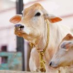 বাংলাদেশে পশুপালন ব্যবসা